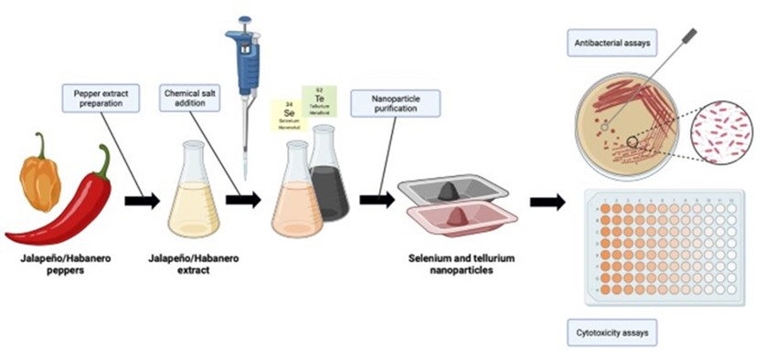 Chemi2022_JFunctBiom