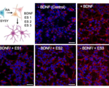 Sahba_Bioelectric_Scientific Reports