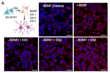 Sahba_Bioelectric_Scientific Reports